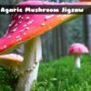 fly agaric mushroom